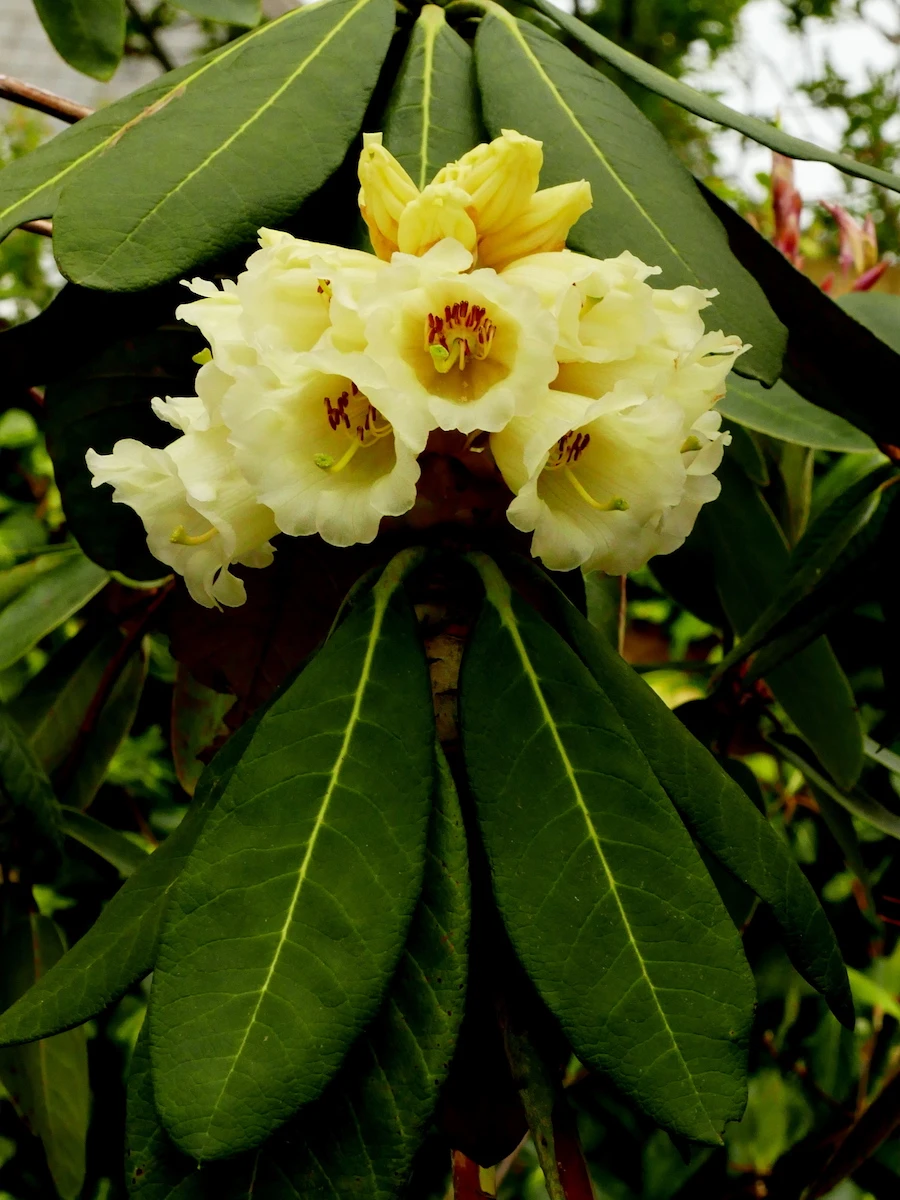 R. sinofalconeri